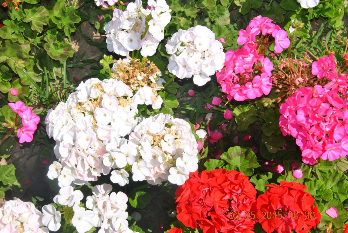 imagini hotel NASHIRA RESORT SIDE